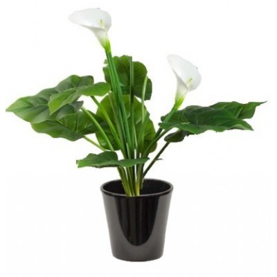 Arum zantedeschia (أذن الفل البيضاء)