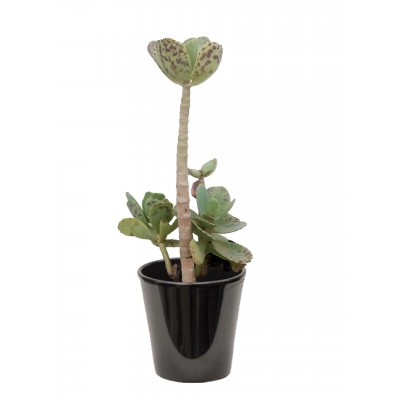 Kalanchoe marmorata ('كلنكوة 'مرموراتا)