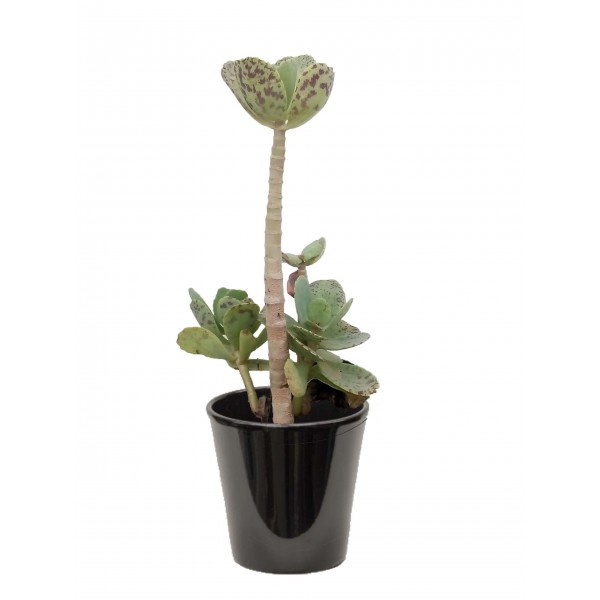 Kalanchoe marmorata ('كلنكوة 'مرموراتا)