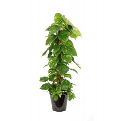 Pothos