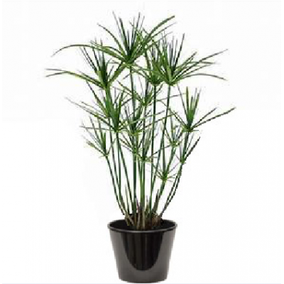 Cyperus papyrus (السعد الورقي)