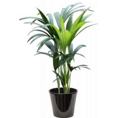 Kentia