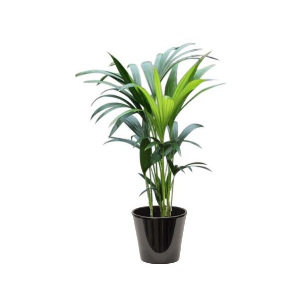 Kentia (نخيل الكنتيا)