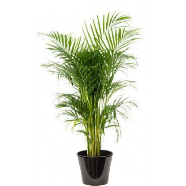 Areca (نخلة الأريكا)