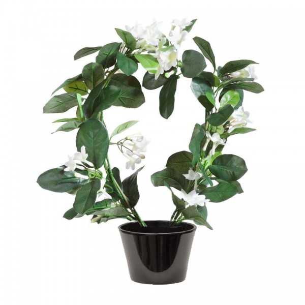 Jasmin de Madagascar (الياسمين المدغشقري)