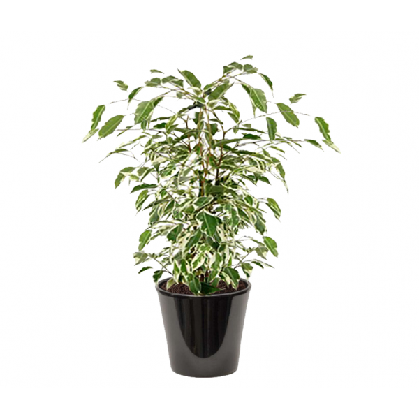 Ficus Starlight (فيكس هاواي)