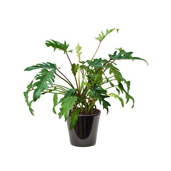 philodendron (شجرة الحب)