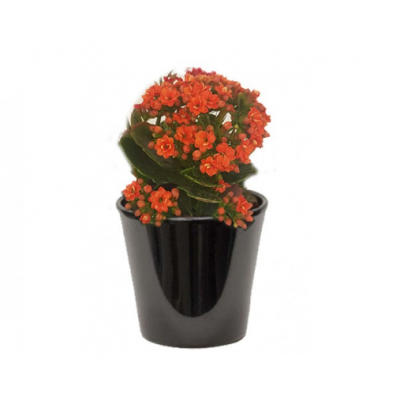 Kalanchoë