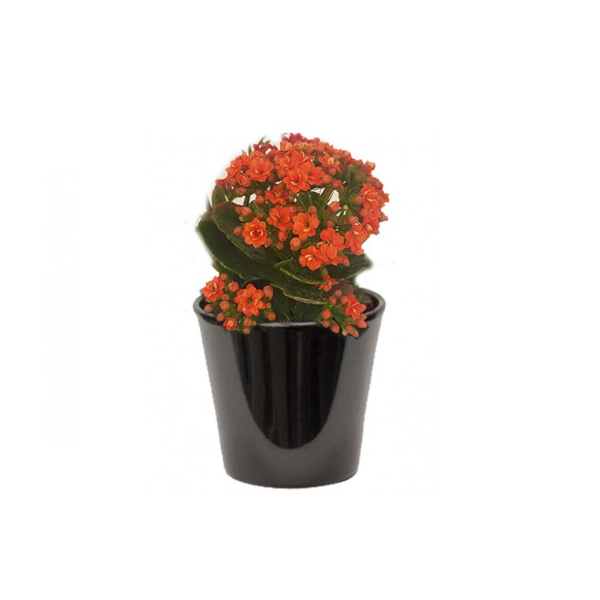 Kalanchoë (كلنكوة)