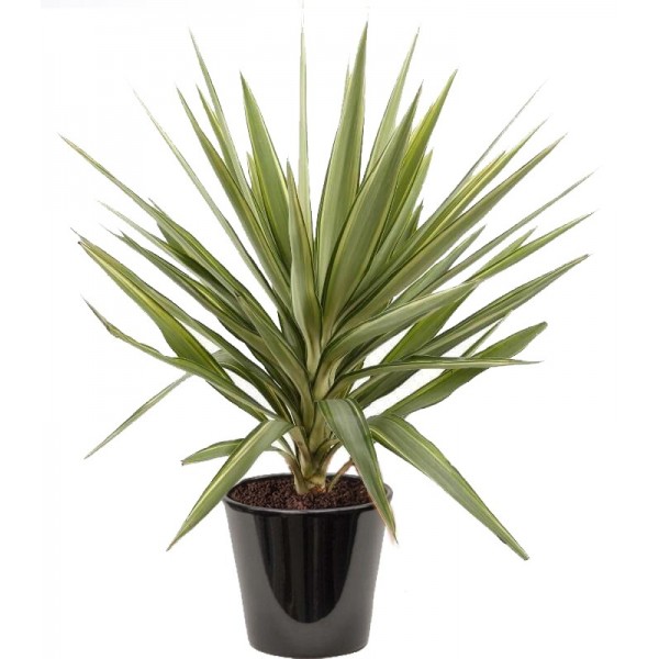 YUCCA  JEWEL (يوكا روستراتا)