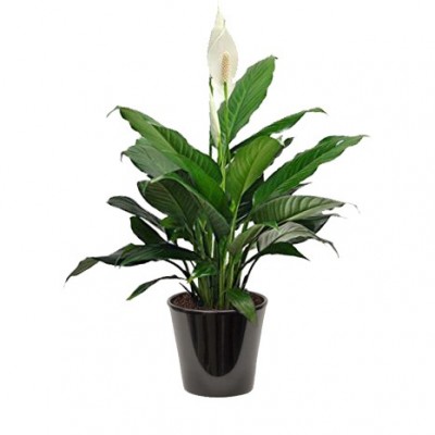 spathiphyllum