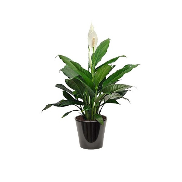 spathiphyllum