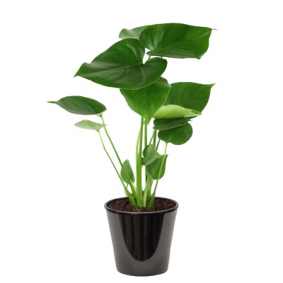 Philodendron monstera