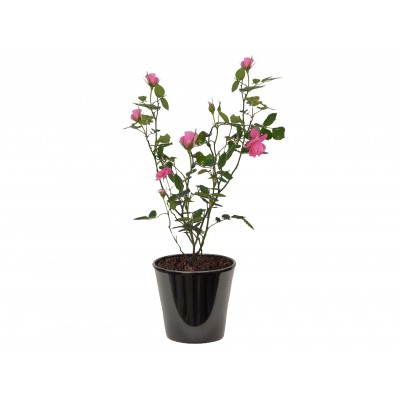 rosier buisson ( الورد )