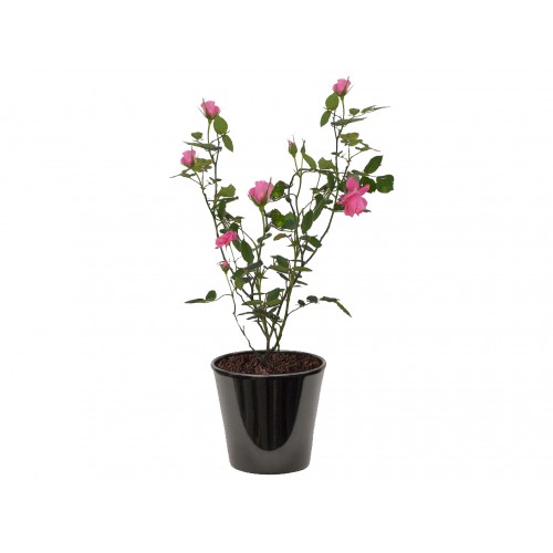 rosier buisson ( الورد )