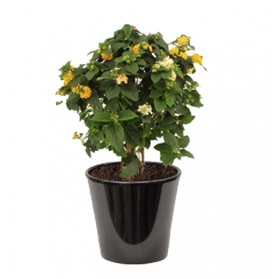 Lantana camara jaune  ( اللانتانا الصفراء )