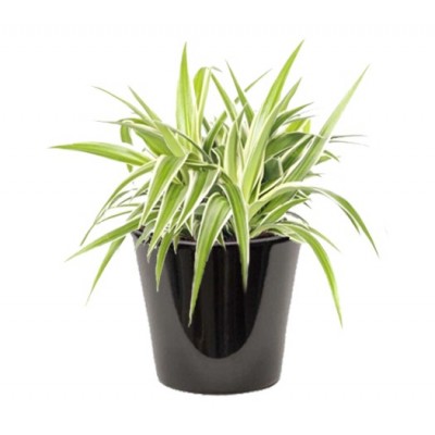 │CHLOROPHYTUM PANACHé