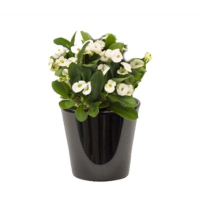 Euphorbia milii blanc