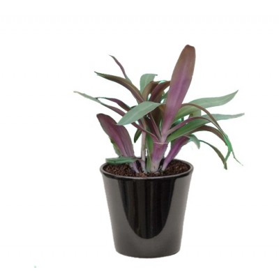 TRADISCANTIA