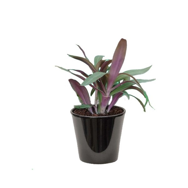 TRADISCANTIA (ترادسكانتيا)