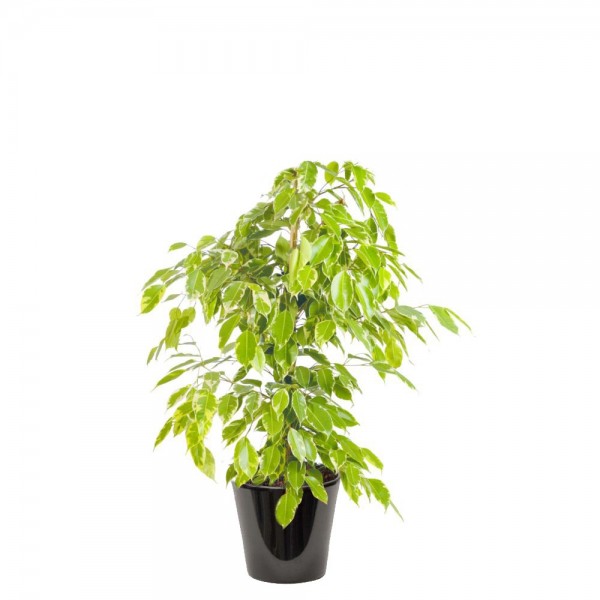 FICUS GOLD