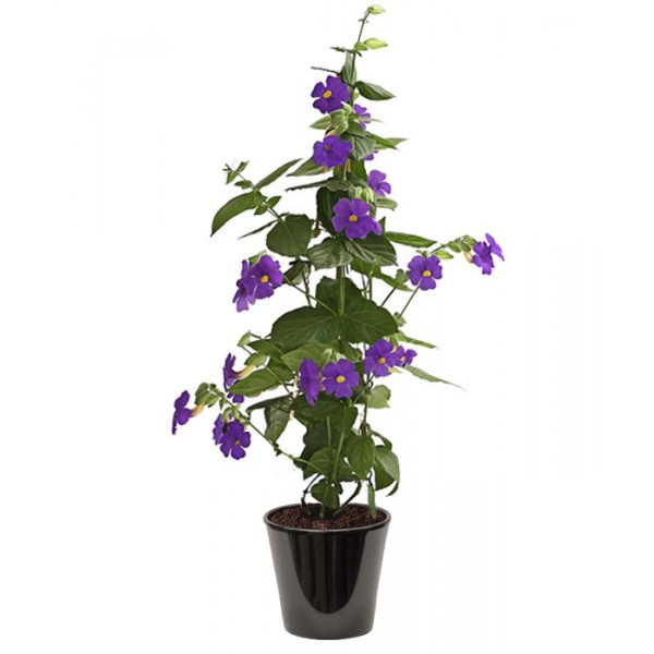 THUNBERGIA ERECTA ( عبائة الملك )