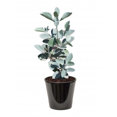 kalanchoe hildebrandtii