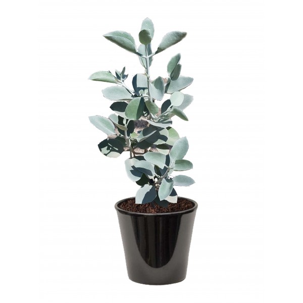 kalanchoe hildebrandtii