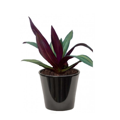 TRADISCANTIA TRICOLOR