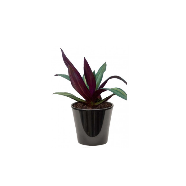 TRADISCANTIA TRICOLOR