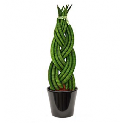 Sansevieria cylindrica tressé