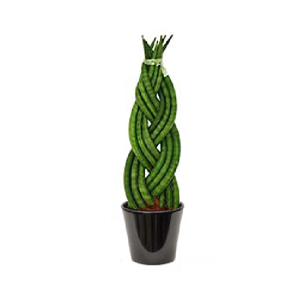 Sansevieria cylindrica tressé