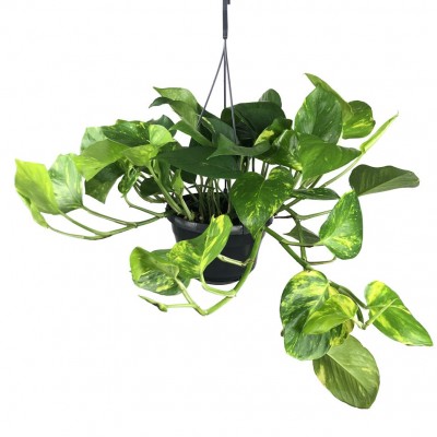 Pothos  en suspension ( البوتس المعلق )