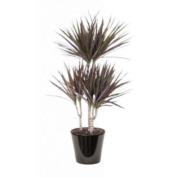 Dracaena Magenta