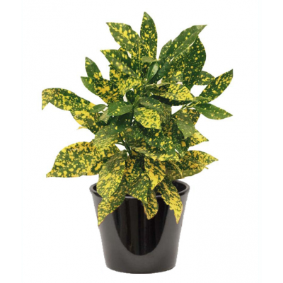 CROTON GOLD (الكروتون الذهبي)