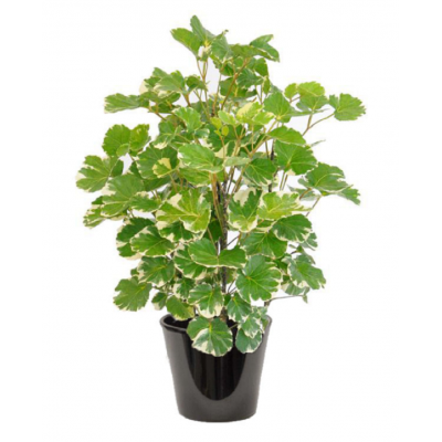 aralia