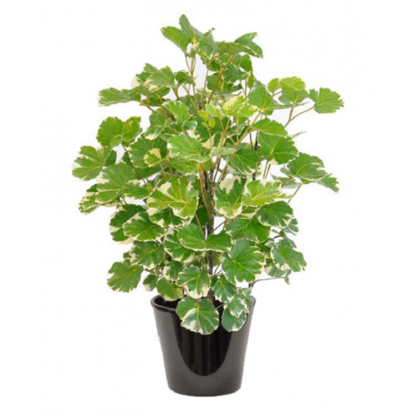 aralia
