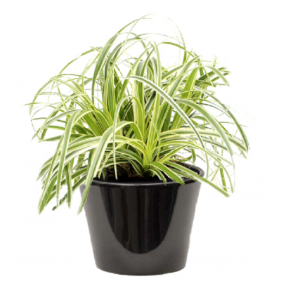 Carex panaché  (سعادي ملون)