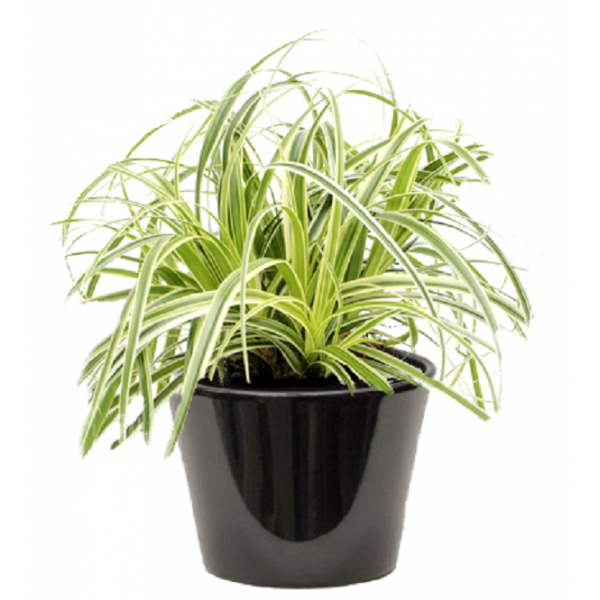 Carex panaché  (السعادي الملون)