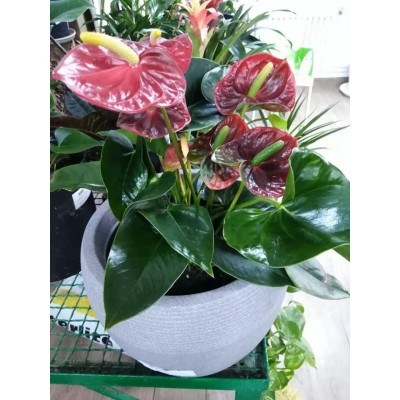 Anthurium rouge (الأنطور الأحمر)