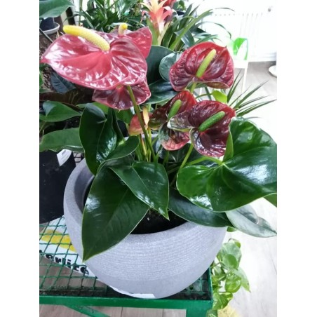 Anthurium rouge (الأنطور الأحمر)