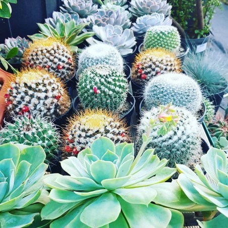 cactées