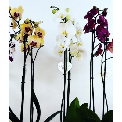 Orchidée (زهرة الأوركيد)