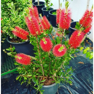 Callistemon laevis (فرشاة الزجاج)