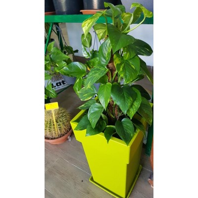 Pothos