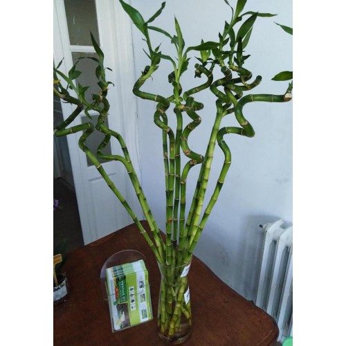 Lucky bamboo (خيزران الحظ)