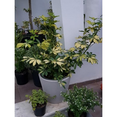 Schefflera panaché (الشفليرة الملونة)