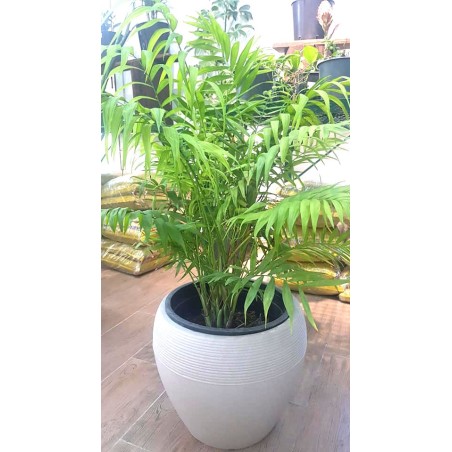 Chamaedorea elegans