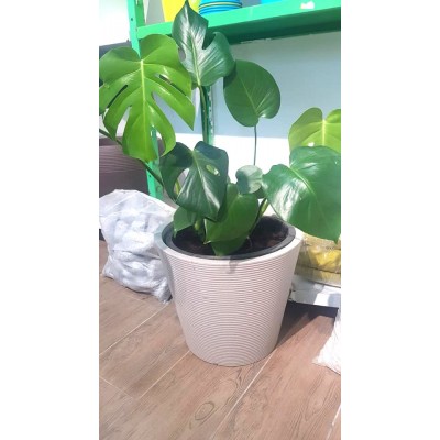 Philodendron monstera