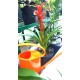 Guzmania (الغوزمانيا) Guzmania (الغوزمانيا)